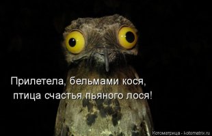 Пьяный лось на яблоне