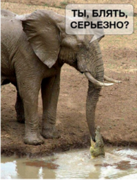 Природа может быть очень жестокой! Слонёнку удалось отбиться от напавшего на него крокодила