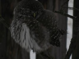 Точно, я упустил из вида. А эта ко мне в палисадник прилетела и то же придремнула.