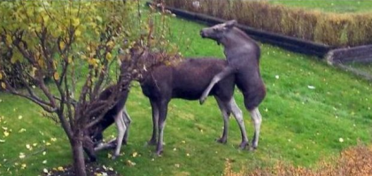 Ещё удачно застрял. А могло быть...