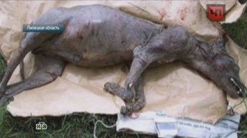 Думаете фотошоп? А это всего лишь лысый медведь:) А вот лысый шакал - и большинство таких "чупакабр" - именно такие больные особи, а про высосанную кровь у трупов - так никто ж вскрытия не делал;)