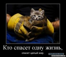 Троицкие связисты спасли породистого кота, сидевшего на электроопоре