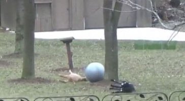 а что с козлятами? поломались?
