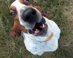 Собаки-улыбаки!