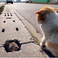 спец, шестиугольником прогрыз