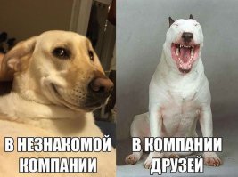 Собаки-улыбаки!
