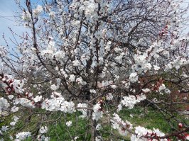 Абрикосы зацвели