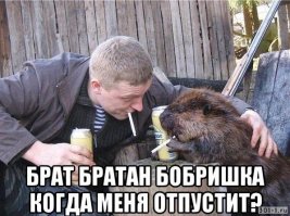 В Канаде речной бобр повёл за собой 150 коров