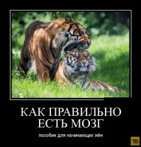 ... на демотиваторе вообще то пацан сверху, для этого не нужно заходить сзади :) Просто у тигров самки гораздо мельче :)
Но, я за то что так есть мозг правильнее