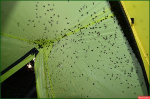 В крайнюю мою поездку мне дали номер с большим количеством насекомых. Вот фото))):