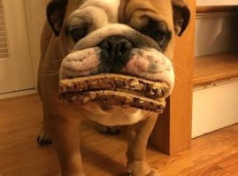 Четырехгубый бульдик