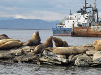 Причал на Моховой.К Петру Ильичову этот улов ни какого отношения не имеет.На территории стоит несколько минирыбзаводиков,добыча идет в прибрежной зоне и сдается на них.А грядка сивучей живет на этом пирсе десятки лет,местная так сказать достопримечательность.Я их помню еще с конца 80х.Так что они там чувствуют себя полными хозяевами!)
Вот они же.