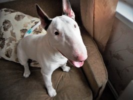 Мой пёс. 45 дней и 6 месяцев. Бультерьер по кличке Кефир.