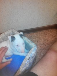 Мой пёс. 45 дней и 6 месяцев. Бультерьер по кличке Кефир.