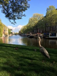 нифигасе голубь!))