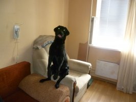 мой заяц) шесть лет, пить уже бросил)