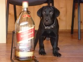 мой заяц) шесть лет, пить уже бросил)