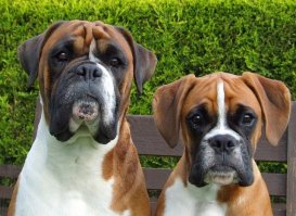 А почему боксера ни одного нет?