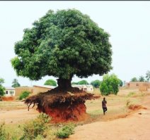 так вот ты какое, канабисовое дерево!