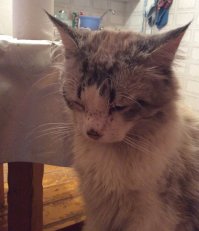 Мой любимый кот Хаски. Ругали, прощали, любили. Уже в прошедшем времени... ушёл в страну Мурлындию.