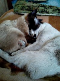 Моим родителям тоже кошка-кукушка котят принесла.:) Дело было летом. Рассказываю со слов моего отца: Сижу на втором этаже за компьютером, слышу позади себя какое-то шуршание. Оборачиваюсь, соседская кошка тащит только что рожденного котенка. Затащила на кровать и убежала". Папа проследил за ней. Оказывается на первом этаже было распахнуто окно  (лето, жара)и кошка через него и второго затащила. Так эти котята у моих родителей и остались. Вот они, красавцы, выросли уже.