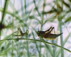 "Я вас лю!.." это вот этот эпизод: