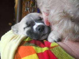 Чудесная коллекция фото собак!