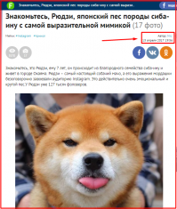 Рюдзи — самый фотогеничный сиба-ину, умиляющий до невозможности своими смешными гримасами