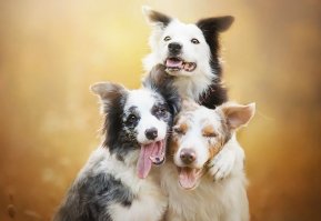 Очень нравятся фотографии собак Алиции Змысловской, о ней был пост