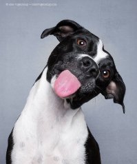 Чудесная коллекция фото собак!