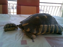 Зрение у черепах не ахти. А вот слух и нюх хорошие. Моя старшая меня по голосу узнает
и бежит за едой.