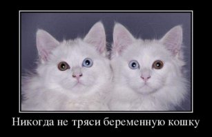 Пам Пам — котенок с разноцветными глазами, которые вас загипнотизируют