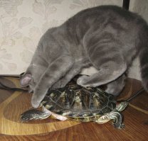 Покатай меня, большая черепаха...