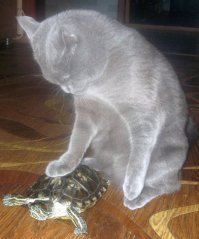 Покатай меня, большая черепаха...