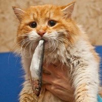 Звери просят прощения