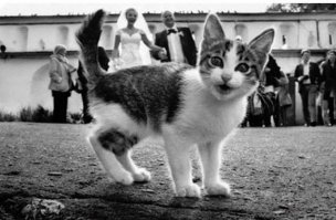 требую больше КОТОпозитива