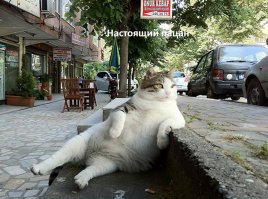 Прирожденные фотомодели