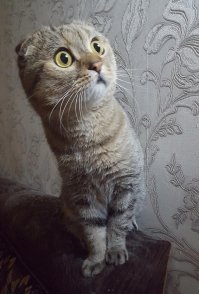 Прирожденные фотомодели