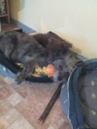 Чудесная коллекция фото собак!