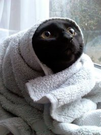 Такая скотинка лежит у меня сейчас на коленях.
Сейчас пойду поспать пару часиков. 
Выглядывать ОН будет также.
(Потом уйдёт на специально расстеленную простынку у меня над головой, и будет петь песни).