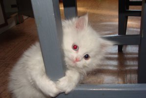 Разноглазик, увы, еще и глухой.