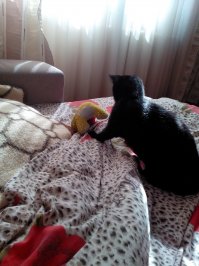 Мой усатый будильник с другом)