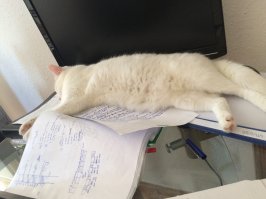 20 кошек, которые плевать хотели на твоё личное пространство