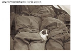 О солдатах и зверятах