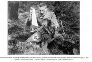 О солдатах и зверятах