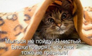 Почему кошка топчет Вас лапками