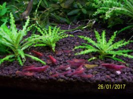 У начинающего аквариумиста (цихлидника)