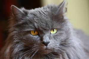 В жизни было 3 кота. Два из них приблудились на стоянках (пошоферить пришлось в свое время). Именно эта наглая морда обнаружилась у переднего колеса на стоянке под Новосибирском. Дал ему сосиску - чуть палец не откусил, только дверь открыл - он на нижнюю ступеньку (грузовик). Недопрыгнул, упал и реально заплакал... Пришлось подсадить. Купил пластиковую канистру на рынке, разрезал, туда песок с обочины - это был его первый лоток, но паренек понял сразу. Кормушку, поилку тоже пришлось из поручных материалов делать: где бы я искал зоомагазин в незнакомых городах по дороге и на фуре. Так что - сосиски, колбаса, йогурт, хлеб. Сметану, правда, удавалась купить на обочине, но холодильника-то нет. Одна продавщица, когда узнала, кому покупаю 100 грамм, попросила - отдай. Но он уже член экипажа и борт-стрелок (имя Борис отсюда и получилось), так что ей не повезло... Так что у пацана по дороге домой было 5 дней в кабине Скании, но молодец: ее не описал ни разу, хотя матрац на спальнике подрать успел. Жена была не в восторге (один найденыш со стоянки уже был), но... Характер, правда, иногда отвратный: если ему хочется ласки - это одно, но если у него настроение плохое или живот болит (есть такая проблема, нам уже 18 лет) - даже не пытайся руку протянуть: дикие крики, когти, зубы... И еще очень странно: он запомнил запах солярки. Если прихожу с работы, а от рук или от одежды пахнет - все, это его. Руки сразу вылизываются, свитер или куртку можно отнять только с боем, ибо предварительно он должен на этом поспать. Иногда берем Бориса на дачу: вынести из квартиры - проблема (крики, лапы распускаем), но машина - все, это его... В ней он спокойный, ласковый, спит, находит развлечения. Но когда приехали и зверя надо достать из машины - опять начинается война...
Кстати. Тут недавно читал некий фантастический роман: как обычно - война с инопланетянами. Ибо они отказывались вести переговоры с людьми. Причина проста: люди рабы кошек (якобы проверено ими за 500 лет наблюдений за этой планетой), а галактическая империя с рабами переговоров не ведет...