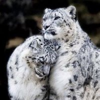 Прирожденные фотомодели