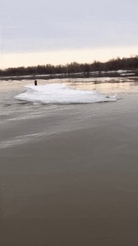 За спасённую собаку люто плюсую!